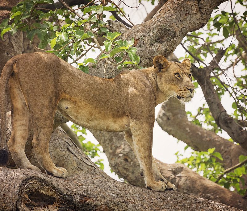 Ruaha National Park Ruaha National Park