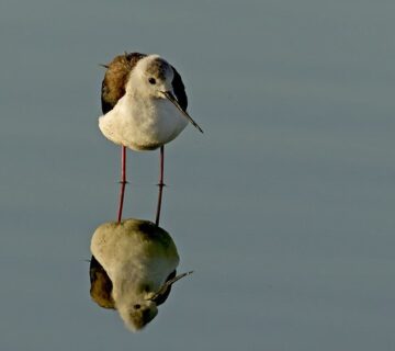 From Big Five to Bird Watching: The Diverse Wildlife of Kenya