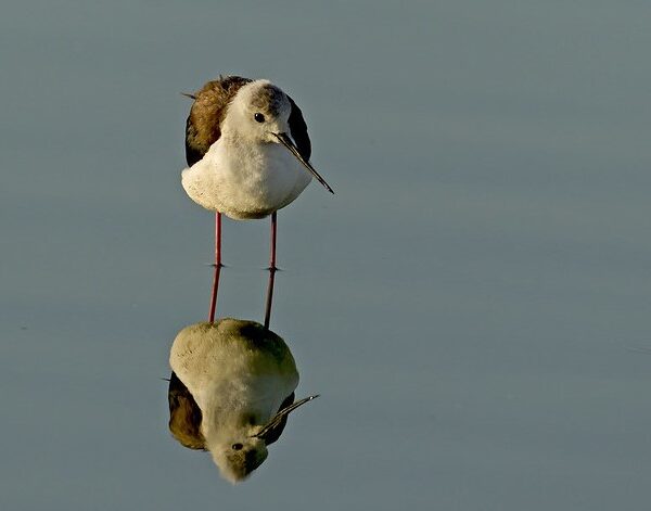 From Big Five to Bird Watching: The Diverse Wildlife of Kenya