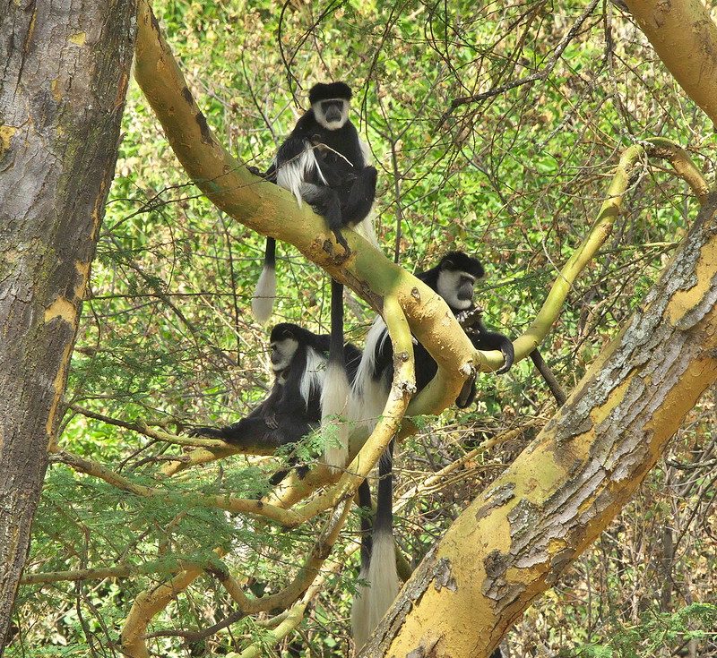 From Big Five to Bird Watching: The Diverse Wildlife of Kenya
