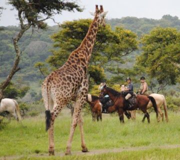 How to Plan an Unforgettable Uganda Safaris Experience