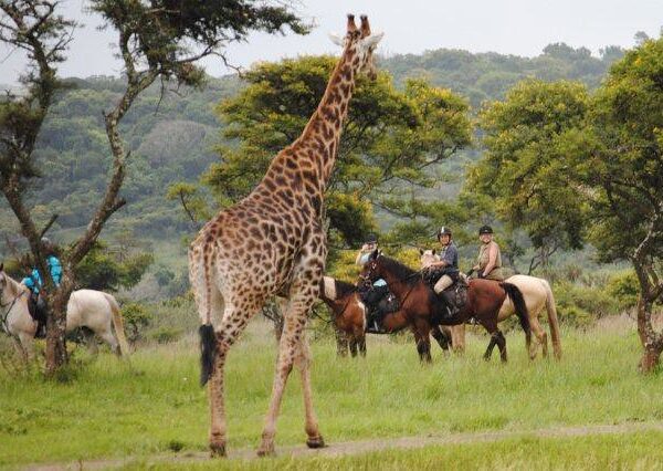 How to Plan an Unforgettable Uganda Safaris Experience