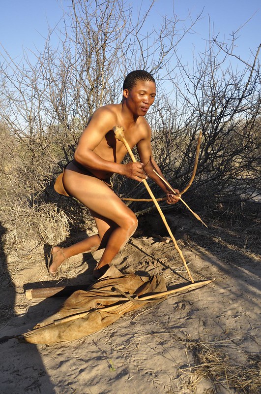 The Fascinating Wildlife of an African Arrow Safari.