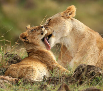 An Insider's Guide to Safari Photography in Kenya