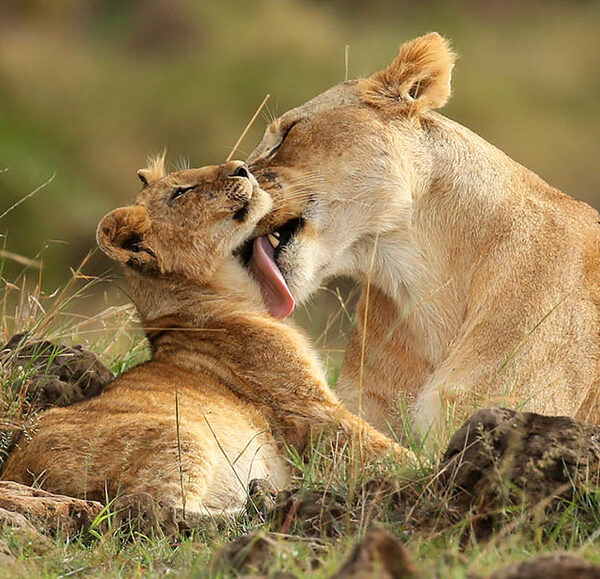 An Insider's Guide to Safari Photography in Kenya