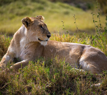 Off the Beaten Path: Hidden Gems of Kenya's National Parks