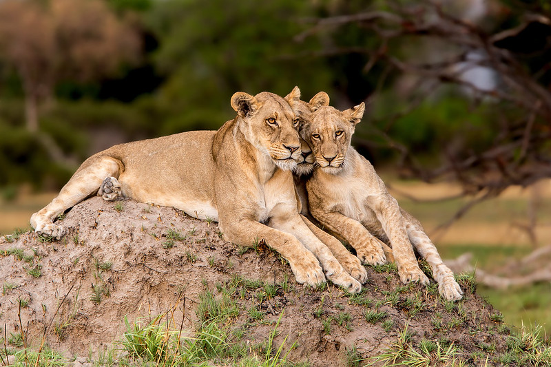 From Big Five to Bird Watching: The Diverse Wildlife of Kenya