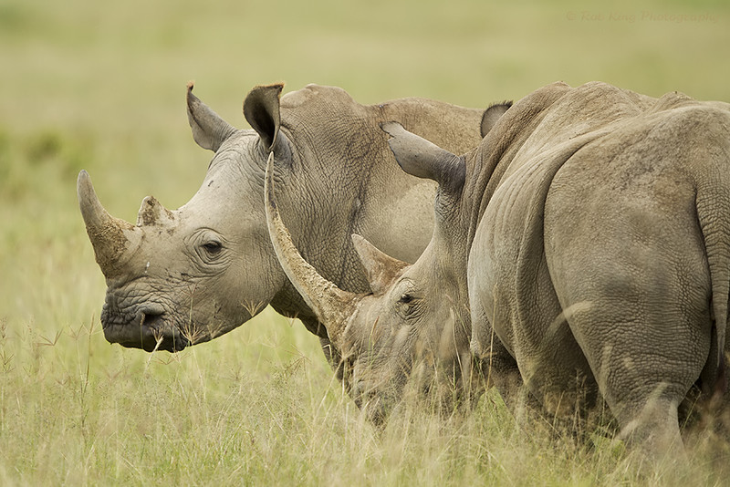 How to Stay Safe and Respectful on a Kenya Safari: Tips for Responsible Tourism