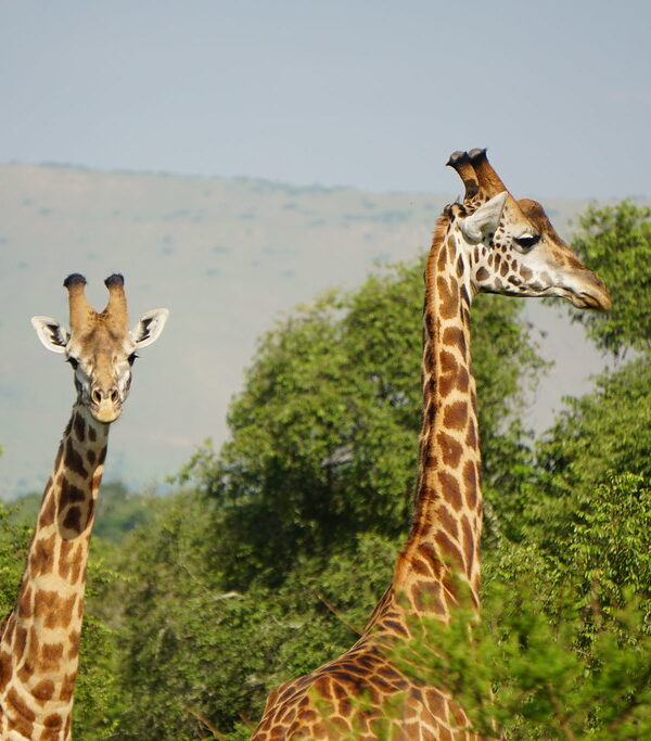 Nyerere National Park