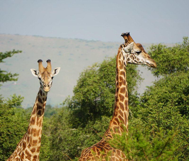 Nyerere National Park Nyerere National Park
