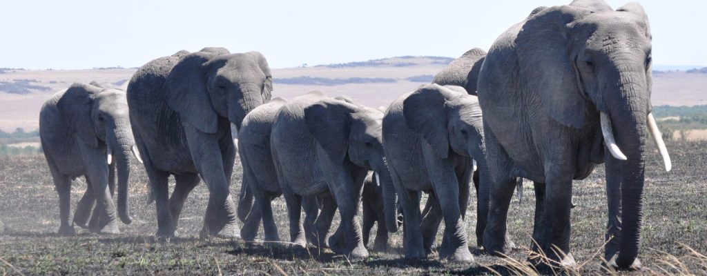 African elephants, 14 Days Uganda Safari Northern Circuit
