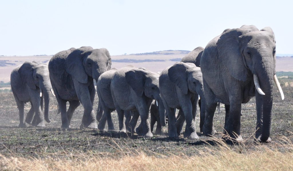 African elephants, 14 Days Uganda Safari Northern Circuit