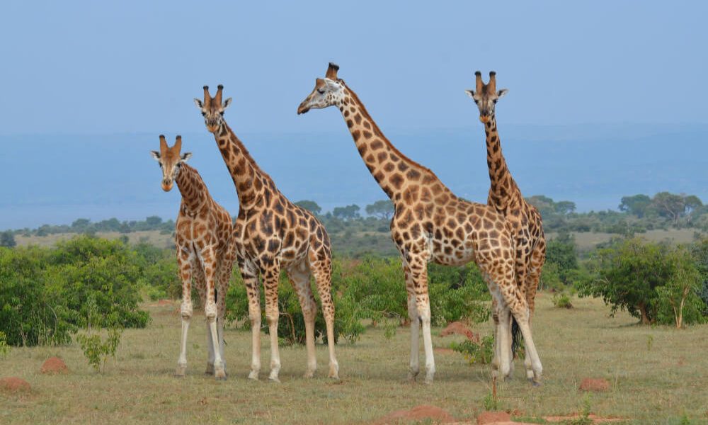 Uganda safari