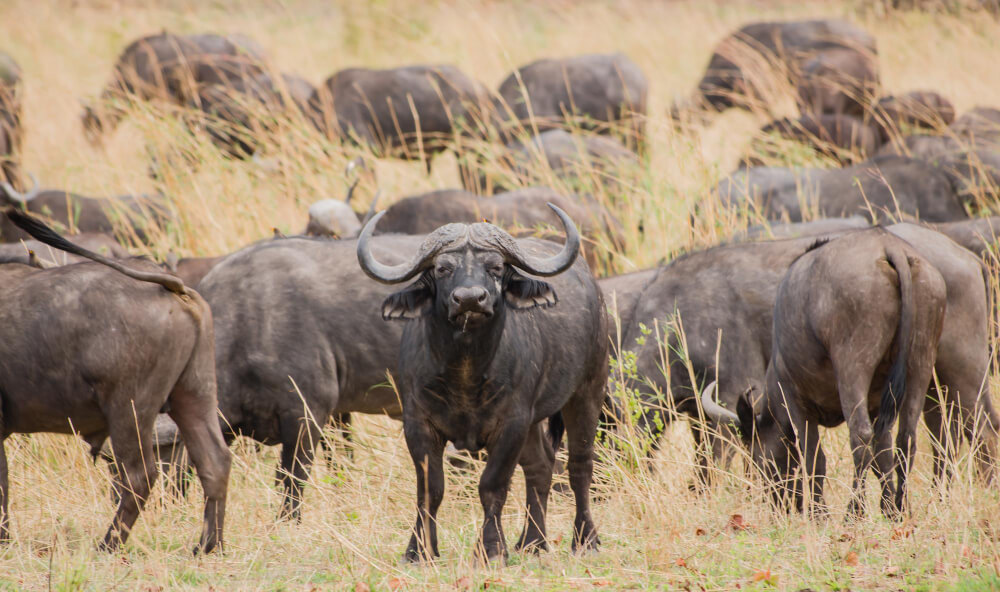Serengeti Wildlife Safari Serengeti Wildlife Safari