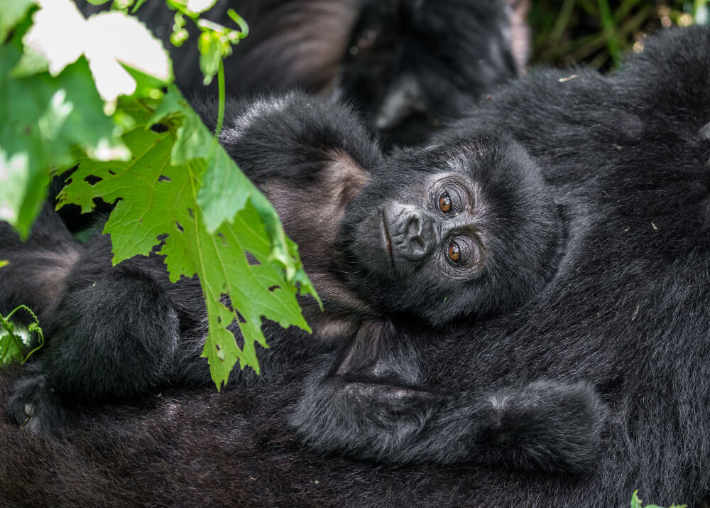 Congo gorillas & Nyiragongo
