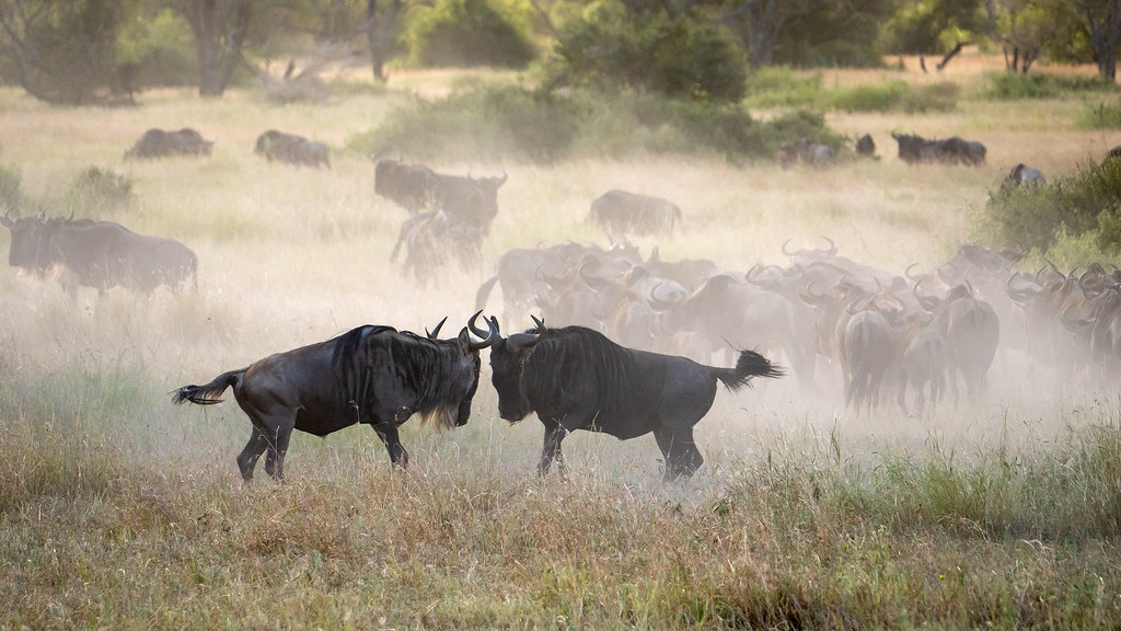 Kidepo Valley safari