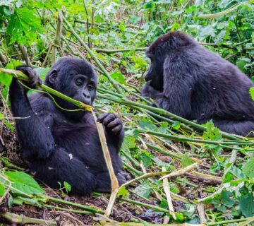 Uganda gorilla trekking
