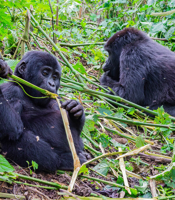 uganda gorilla trekking