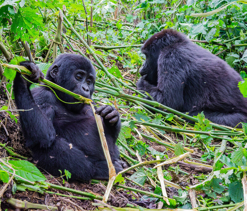 uganda gorilla trekking uganda gorilla trekking