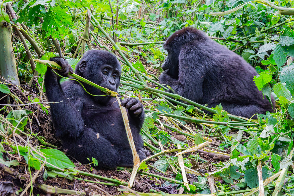 uganda gorilla trekking