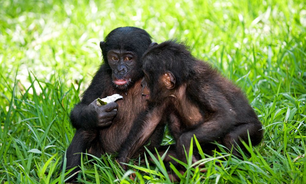Bwindi Gorilla Tour from Kigali