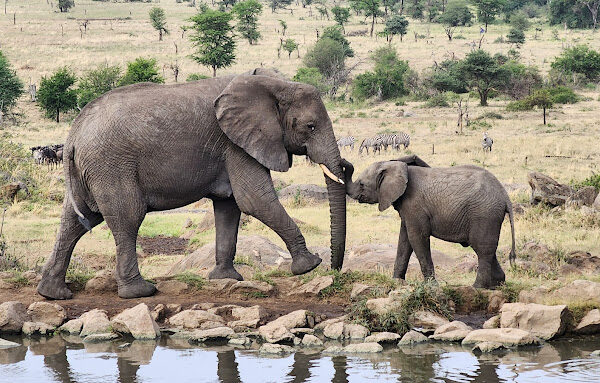 serengeti and ngorongoro