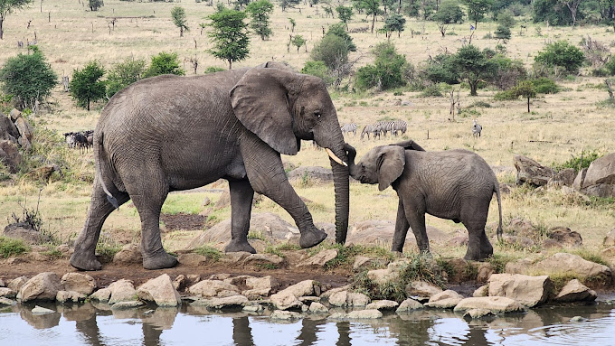 serengeti and ngorongoro