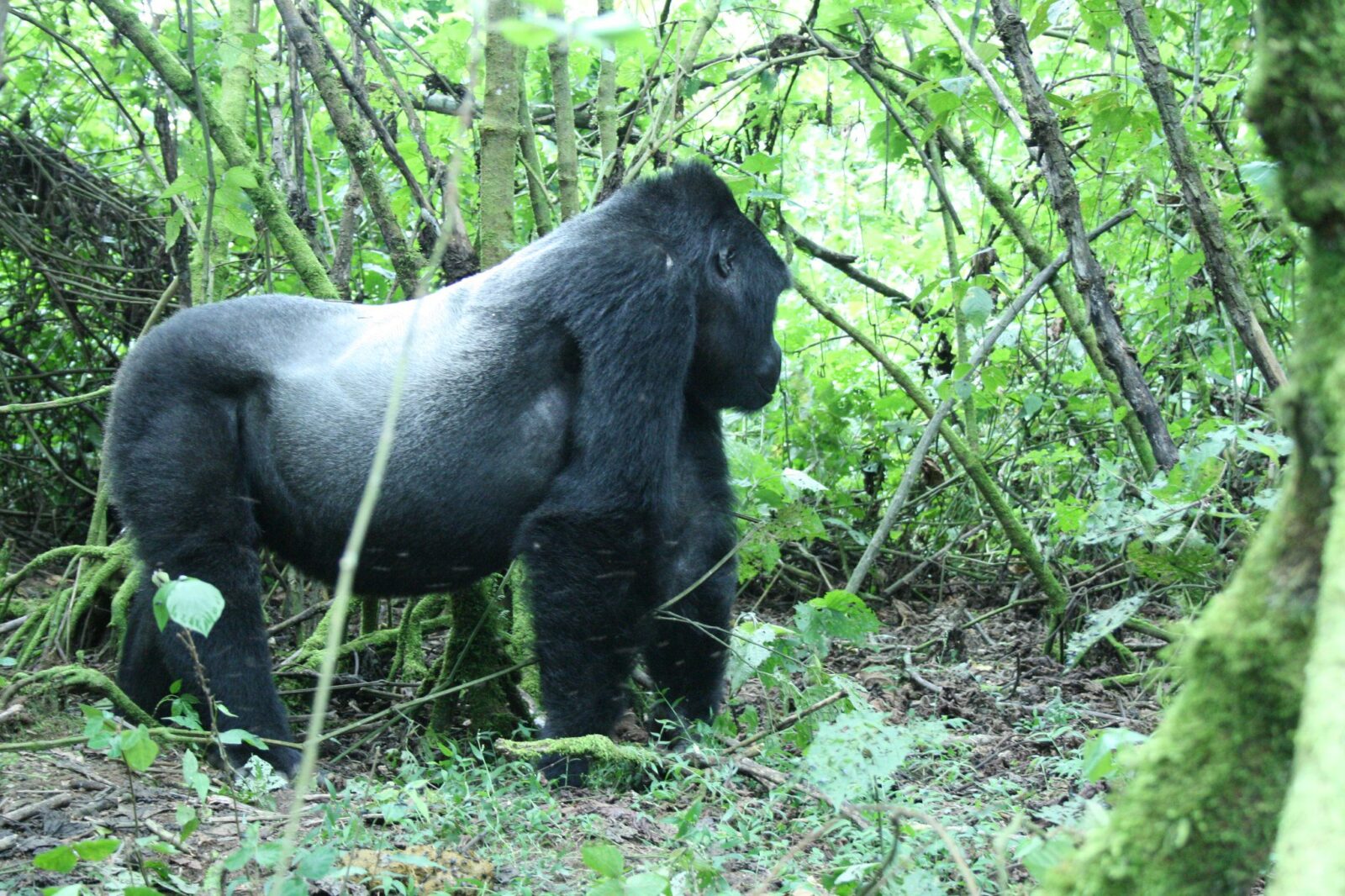 Silverback Gorilla - All in Africa Safaris