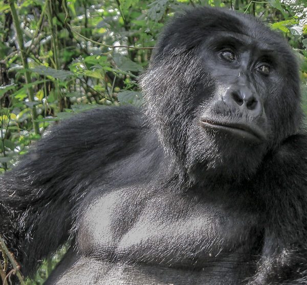 2025 gorilla trekking permits in Uganda