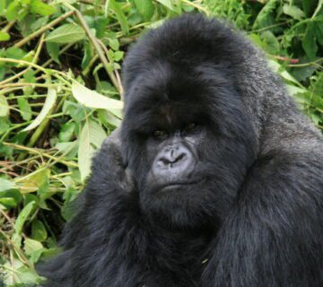 Tracking Mountain Gorillas