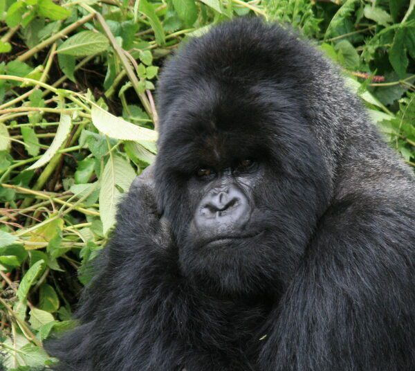 Tracking Mountain Gorillas