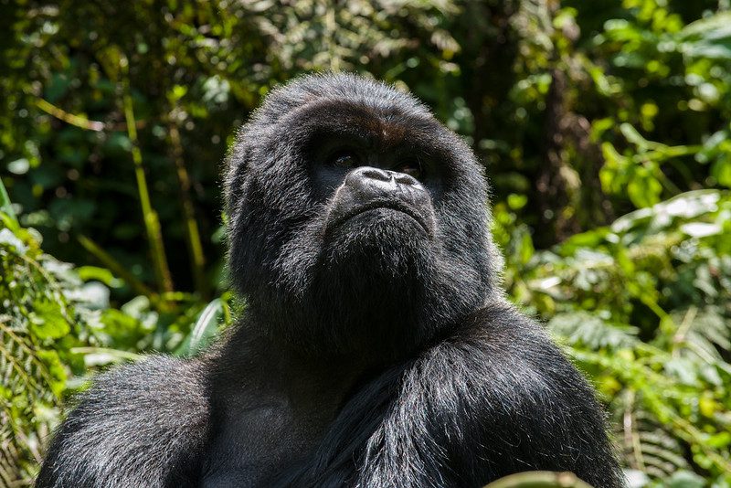 A guide to gorilla trekking in Rwanda