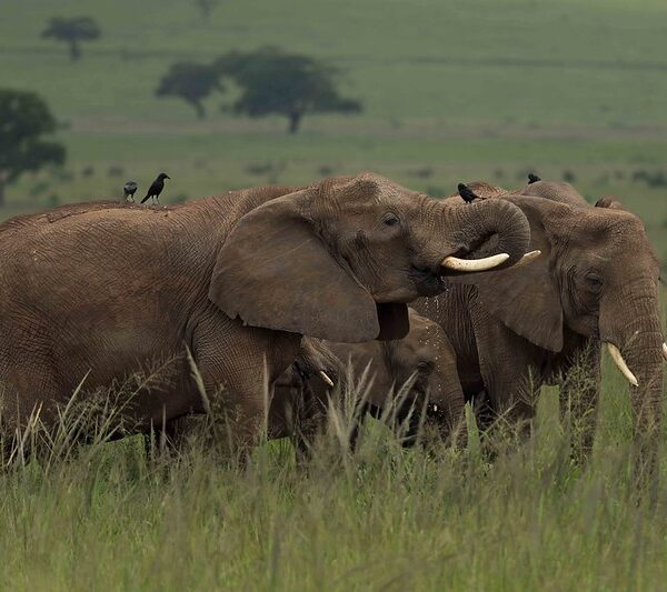Best Bucket list Things You Can Complete in Africa