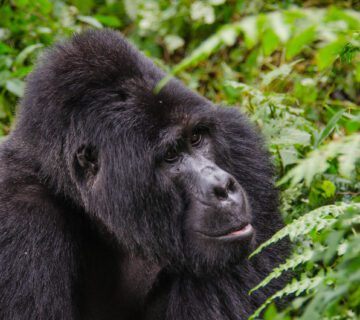 Best Time to Do Gorilla Tours in Uganda