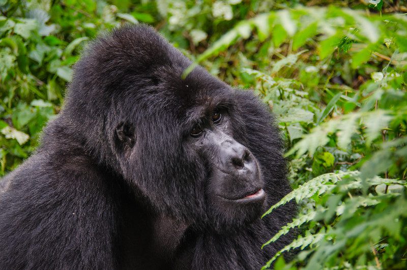 Best Time to Do Gorilla Tours in Uganda