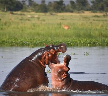 Best Time to Visit Murchison Falls National Park