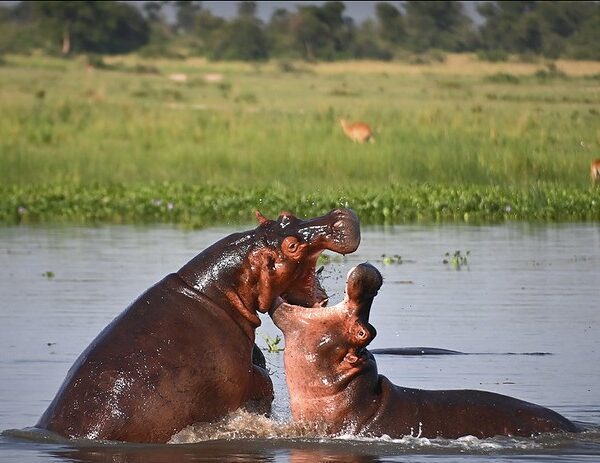 Best Time to Visit Murchison Falls National Park