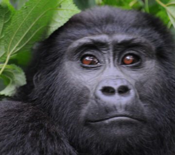 Best Way to Spend Your Uganda Holiday