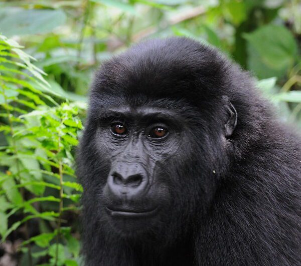 Best place for gorilla trekking
