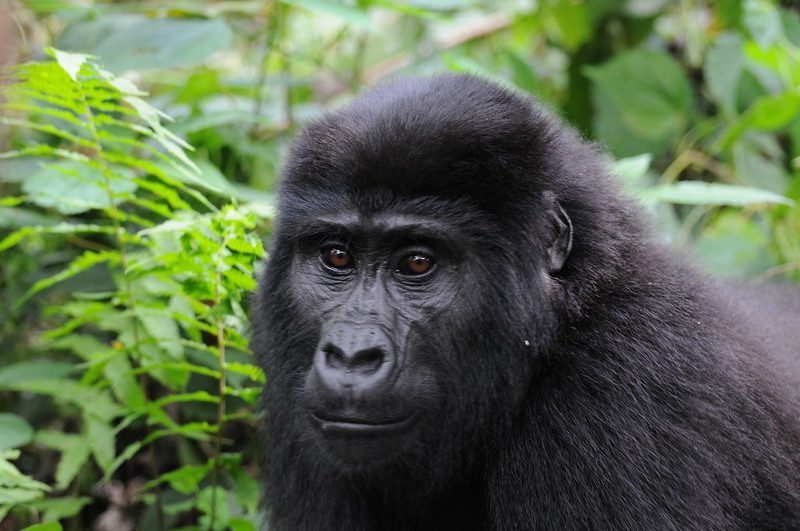 Best place for gorilla trekking