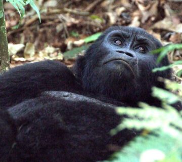 Best time to go for gorilla trekking in Uganda