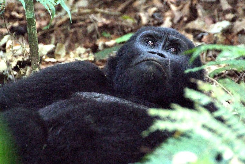 Best time to go for gorilla trekking in Uganda