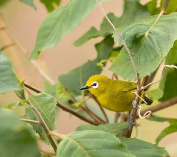 Bird watching in Bwindi impenetrable national park