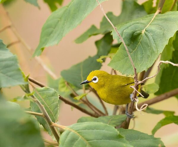 Bird watching in Bwindi impenetrable national park