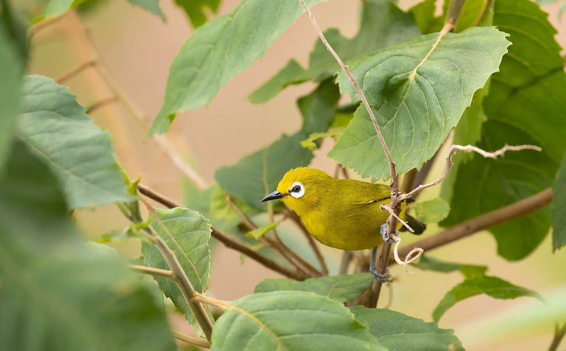 Bird watching in Bwindi impenetrable national park