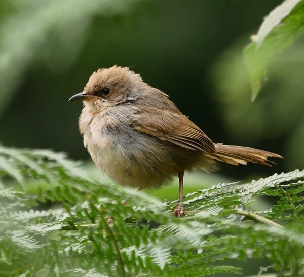 Bird watching in Ruhija sector