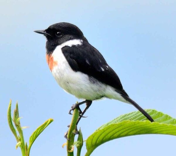 Bird watching in Volcanoes national park