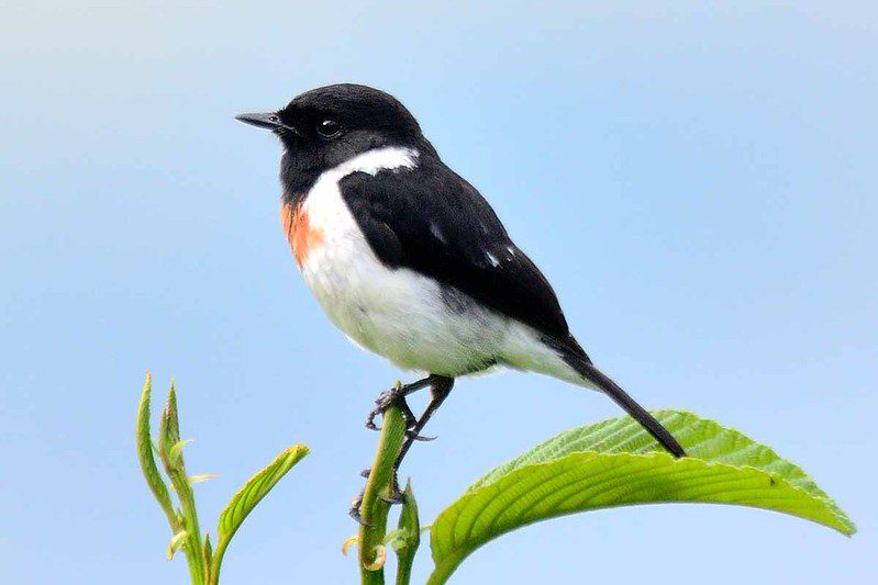 Bird watching in Volcanoes national park
