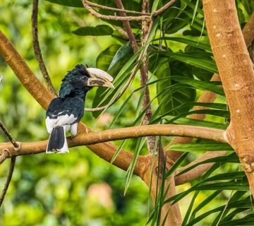 Birding Checklist in Semuliki National Park