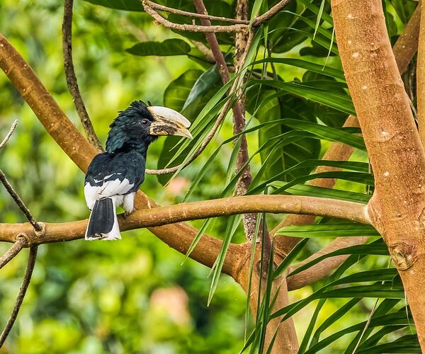 Birding Checklist in Semuliki National Park